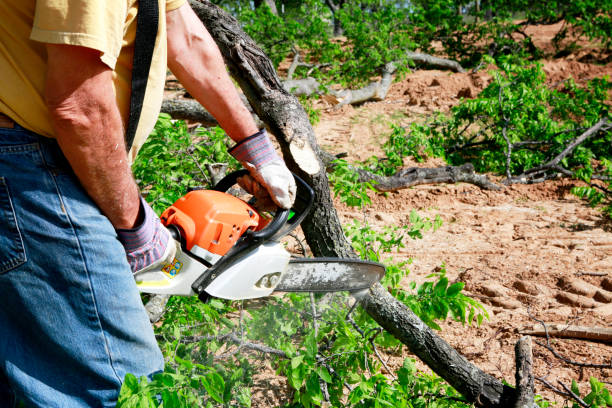 Best Arborist Services Near Me  in King George, VA